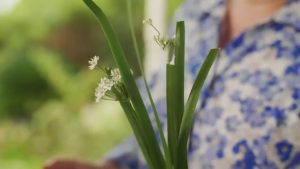 Garlic chives cut fresh to add to freshly baked, roasted or boiled potatoes